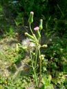 Emilia sonchifolia lilac tassel flower, Cacalia sonchifolia L. with natural background