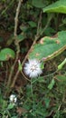 Emilia Sonchifolia, lilac tasselflower or Cupid's shaving brush is tropical flower.