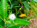 Emilia sonchifolia, seed dispersal by wind