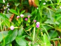 Emilia sonchifolia is still bud, purple flowers