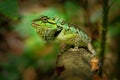 Emma Grays forest lizard - Calotes emma species of lizard in the family Agamidae. The species is endemic to China, South Asia, and