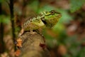 Emma Grays forest lizard - Calotes emma species of lizard in the family Agamidae. The species is endemic to China, South Asia, and Royalty Free Stock Photo