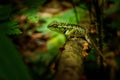 Emma Grays forest lizard - Calotes emma species of lizard in the family Agamidae. The species is endemic to China, South Asia, and Royalty Free Stock Photo