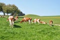 Emmental region, Switzerland Royalty Free Stock Photo