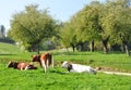 Emmental region, Switzerland Royalty Free Stock Photo