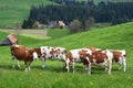 Emmental region, Switzerland Royalty Free Stock Photo