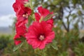 Royal mallow flowers (Alcea rosea). Royalty Free Stock Photo