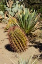 Emory barrel cactus
