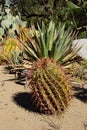 Emory barrel cactus