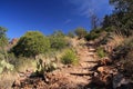 Emory Peak Trail