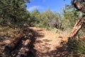 Emory Peak Trail