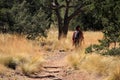 Emory Peak Trail