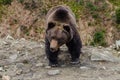 Emotins of a wild brown bear Royalty Free Stock Photo