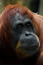 Emotion bewilderment. Smart and kind face of red orangutan close up