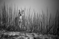 Emotion black and white photo, the wild wolf standing behind the bushes. Wildlife photography in Bulgaria. Artistic photo