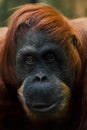 Emotion doubt. Smart and kind face of red orangutan close up