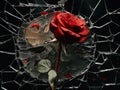 shattered mirror and flowers