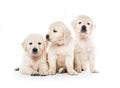 Emotional behaviour of golden retriever puppies sitting isolated