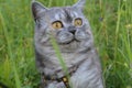 Emotional British grey cat on a summer walk with a surprised funny feeling. closed mouth, strangled eyes. Pet care, natural food
