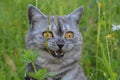 Emotional British grey cat on a summer walk with a surprised funny feeling. Open mouth, strangled eyes. Pet care, natural food and