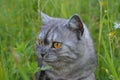 Emotional British grey cat on a summer walk with a surprised funny feeling. Open mouth, strangled eyes. Pet care, natural food and