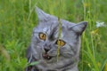 Emotional British grey cat on a summer walk with a surprised funny feeling. Open mouth, strangled eyes. Pet care, natural food and