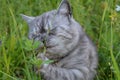 An emotional British grey cat on a walk in the summer eats fresh green grass with a funny feeling, eyes closed and a big mustache Royalty Free Stock Photo