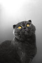 Emotional cat portrait, scottish fold is looking up, white or silver background