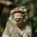 Emotional close-up portrait of mocaco monkey