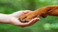 Emotional connection human hand and dog paw gently touch, symbolizing love and friendship bond Royalty Free Stock Photo