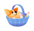 Emotional cute corgi dog lying in a basket. Royalty Free Stock Photo