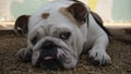 Emotional dog face close up. Beautiful thoroughbred pet Royalty Free Stock Photo