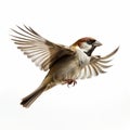 Emotional Intensity: A Colorized Bird Flying With Foreshortening Techniques