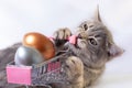 An emotional kitten biting a cart with painted Easter eggs. Easter sale. A holiday for pets. Easter Egg Hunter