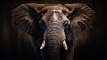 Emotional portrait of the elephant: eyes full of wisdom and tenderness
