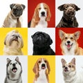 Stylish dogs posing. Cute doggies or pets happy. The different purebred puppies. Creative collage isolated on