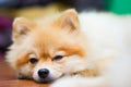 Emotional support animal concept. Sleeping Pomeranian dog in floor. pet is rest. Close up, copy space