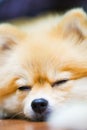 Emotional support animal concept. Sleeping Pomeranian dog in floor. pet is rest. Close up, copy space