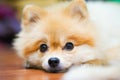Emotional support animal concept. Sleeping Pomeranian dog in floor. pet is rest. Close up, copy space