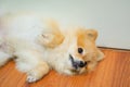 Emotional support animal concept. Sleeping Pomeranian dog in floor. pet is rest. Close up, copy space