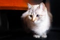 Emotional white hiding white and brown cat under the wood table