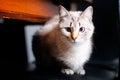 Emotional white hiding white and brown cat under the wood table