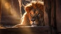 Emotionally Complex Lion Under Sunlight: Distinct Framing