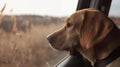Emotionless sad dog looking outside through the closed car window Royalty Free Stock Photo