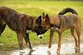 Emotions of animals. Two young dogs are friends. Interaction between dogs. Behavioral aspects of animals. Royalty Free Stock Photo