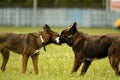 Emotions of animals.Two young dogs are friends. Interaction between dogs. Behavioral aspects of animals. Royalty Free Stock Photo