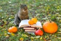 Emotions of a cat. books and cat.Books, pumpkins set, autumn leaves and sulfur emotional cat in the autumn garden.Back Royalty Free Stock Photo