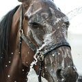 Emotions of a dark bay horse during washing Royalty Free Stock Photo
