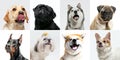 Stylish dogs posing. Cute doggies or pets happy. The different purebred puppies. Creative collage isolated on