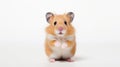 Emotive Hamster: Innovative Techniques And Uhd Image In Light Orange And Maroon
